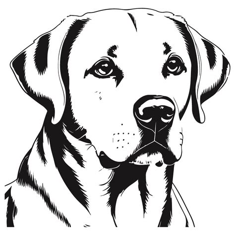 Svg De Cara De Labrador Retriever Gratis Archivo Vectorial Svg En