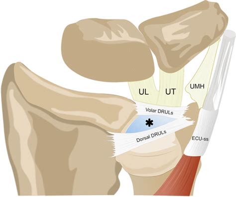 Distal Radioulnar Joint Anatomy