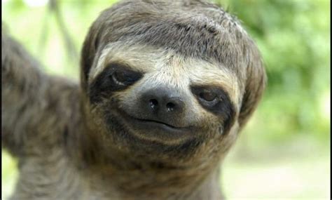 Sloth With Down Syndrome