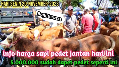 Viral INFO HARGA PEDET SAPI JANTAN HARI INI 5 000 000 SUDAH DAPAT