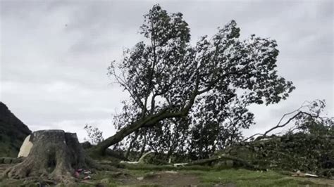 Sycamore Gap How 300 Year Old Trees ‘dna Could Unlock Mystery Of