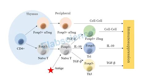 phenotyping  common immune cells