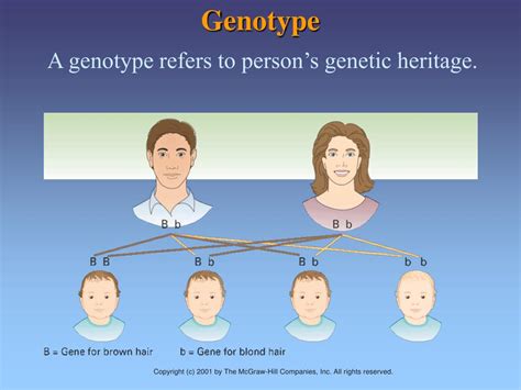 PPT - Chapter 3 Genes, Environment, and Development PowerPoint ... 
