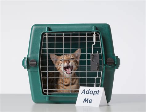 10 Best Pet Adoption Websites — Dogs And Cats To Adopt Near Me
