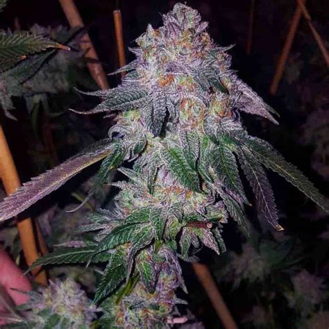 Cherry Cookies Strain Effects at Eric Main blog