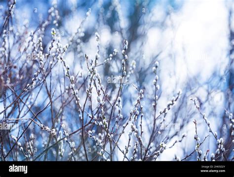 Pussy Willow Branches With Catkins Soft Fluffy Spring Buds In Sunlight