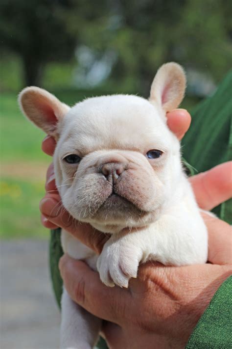 French Bulldog platinum | French bulldog puppies, Bulldog, French bulldog funny