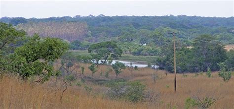 New Strategy To Boost Zimbabwes Livestock Production Rosywood Mahemu