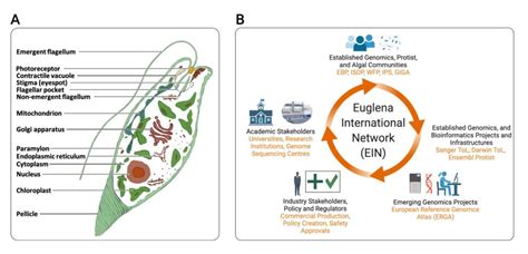 Euglena Diagram Cytoplasm