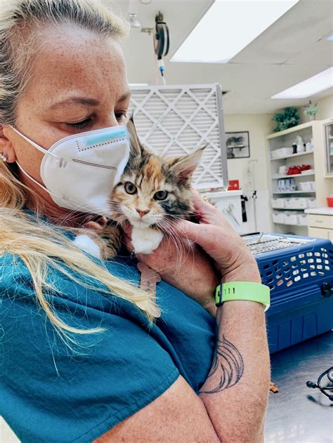 Emergency Vet — Vet Urgent Care — Paoli Vetcare