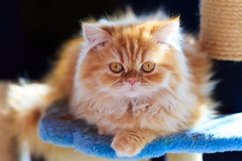 The Sleepy Yellow Persian Cat Stock Image - Image of cute, kitty: 86184721