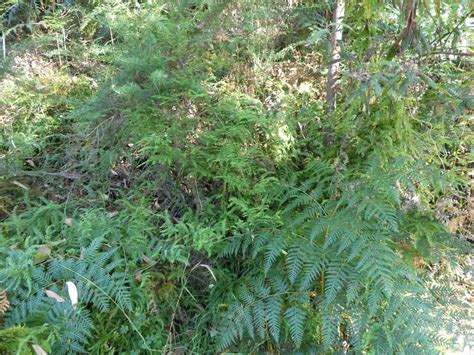 Climbing Asparagus From Rosebud Vic Australia On January