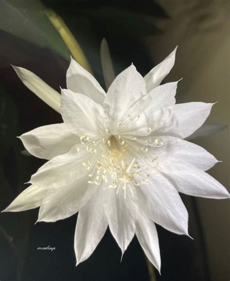 Pin Oleh Rosalen Pastrana Di Dama De Noche Epiphyllum