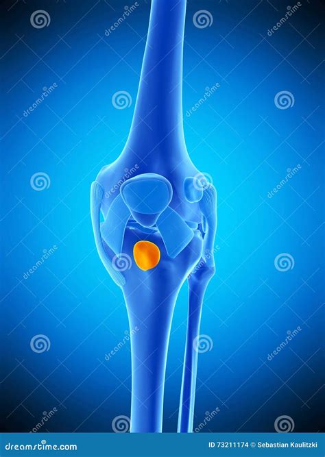 Deep Tendon Reflexes Response. Vector Illustration | CartoonDealer.com