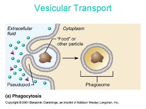 Membrane Dynamics Cell Membrane Structures And Functions Membranes