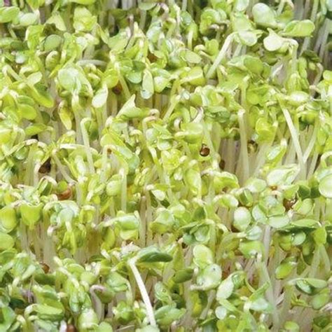 Broccoli Sprouts Seeds brassica Oleracea Packet of 500 Seeds Palm Beach ...