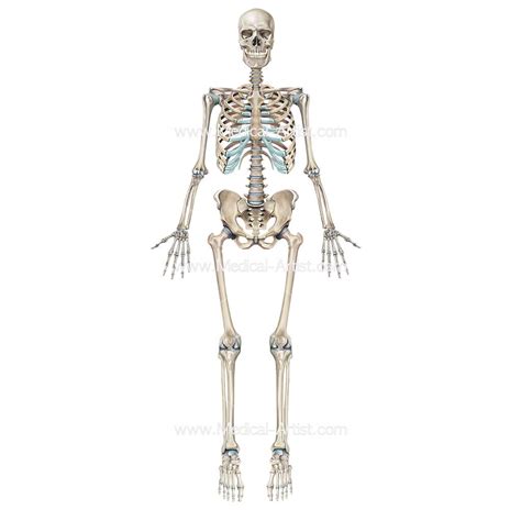 human anatomy drawing skeleton upper limbs diagram quizlet