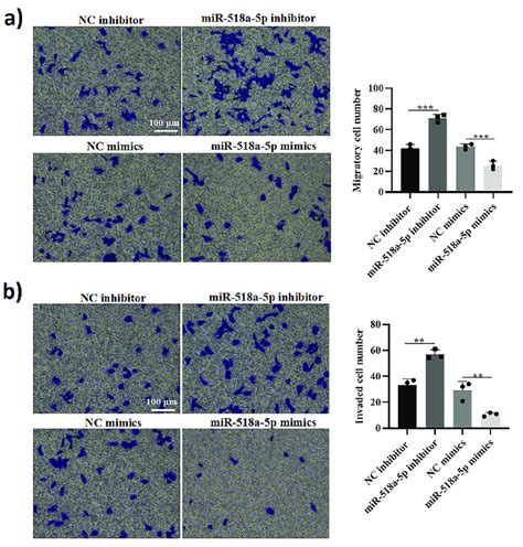 Mir 518a 5p Is A Negative Regulator Of Htr8 Svneo Cell Migration And Download Scientific