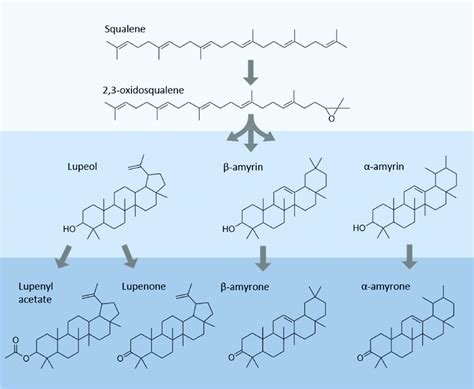 Scheme Representative Of Synthesis Pathways Of Triterpenoids From Download Scientific Diagram