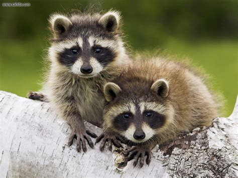 all about animals: Raccoons