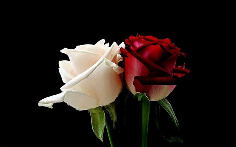 flowerswhiterosesredrosedesktopxhd wallpaper