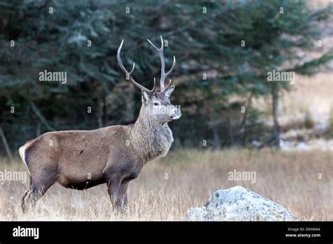 Scottish Red Deer Stag Stock Photo Alamy