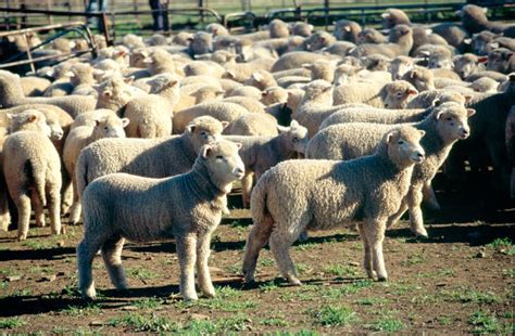 Sheep Market Stock Photos Pictures And Royalty Free Images Istock