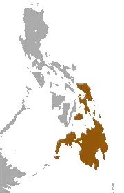 Philippine Flying Lemur - Facts, Diet, Habitat & Pictures on Animalia.bio