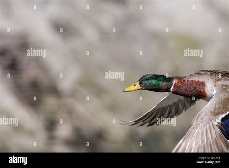 mallard duck  flight closeup stock photo alamy