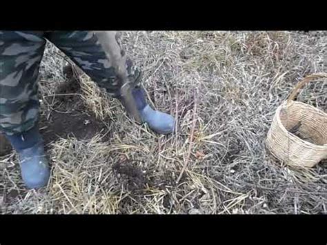 колючий доктор - YouTube