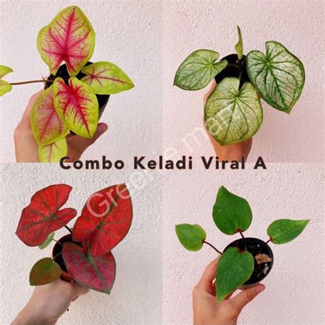 Combo Keladi Viral Keladi Viral Murah Caladium Thai Murah