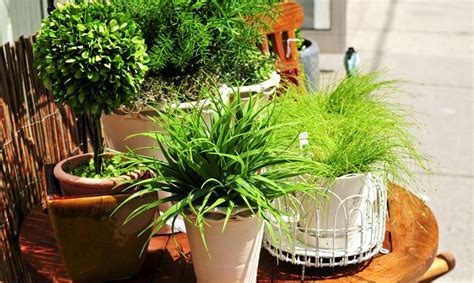 Удобрения для комнатных растений - Divo-dacha.ru