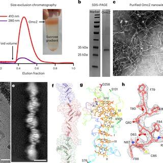 Cryo Em Structure Of Purified Omcz Nanowires A Size Exclusion