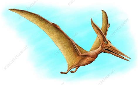 pteranodon stock image  science photo library