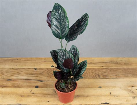 Два Ботаника | Калатея Орната