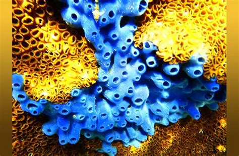 Sea Sponge - Description, Habitat, Image, Diet, and Interesting Facts