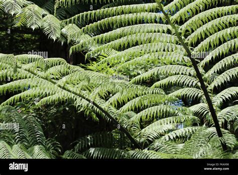 New Zealand Ferns Stock Photo Alamy