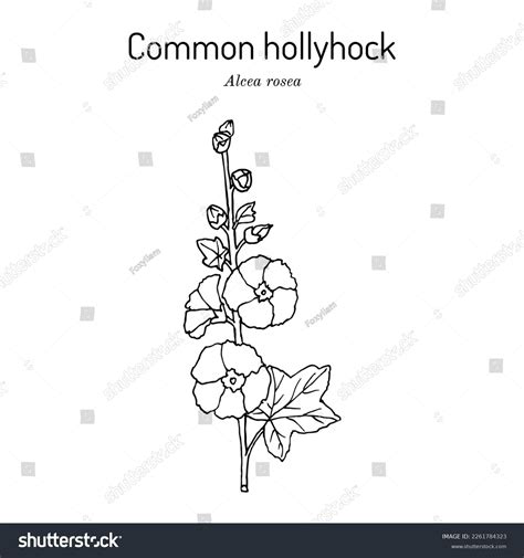 Common Hollyhock Alcea Rosea Ornamental Medicinal Stock Vector (Royalty