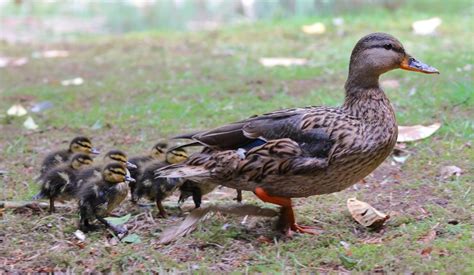 gasca  rata salbatica asociatia judeteana de vanatoare  pescuit