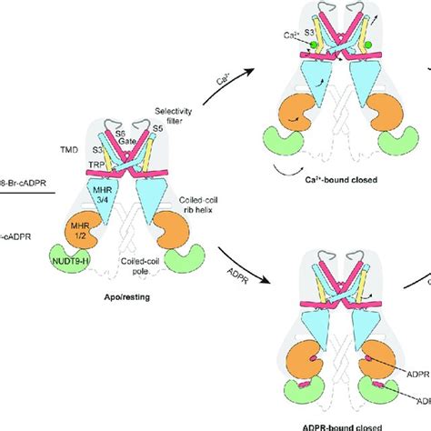 Gating Mechanism Of The Voltage Independent Trpm Channel Structures