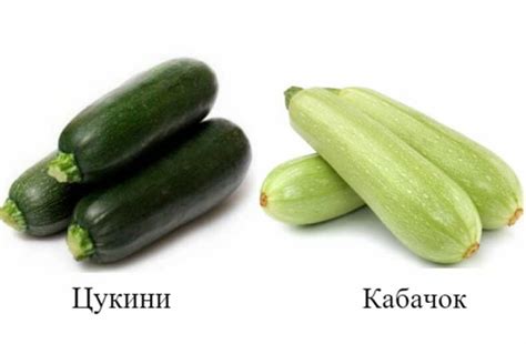 Цукини: что это за растение и как за ним ухаживать - Дачный мир
