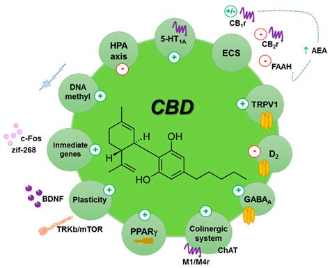 ultimate guide   cbd oil  pain management   work