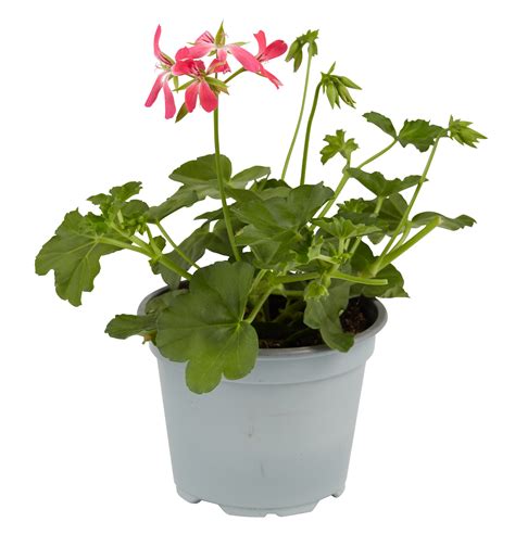 cut flowers to grow in pots 11