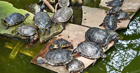 yellow bellied slider  red eared slider  turtles