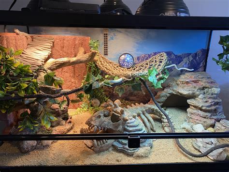 What Is A Bearded Dragons Natural Habitat At Howard Anson Blog