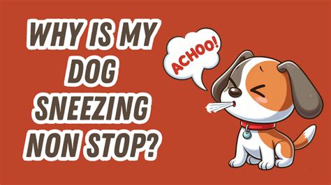 Why Is My Dog Sneezing Non-Stop? [And How to Stop it]