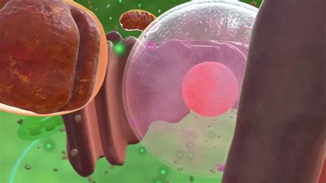 plant cell structure