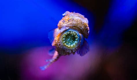Fascinating Fish: Pacific Spiny Lumpsuckers | Birch Aquarium at Scripps