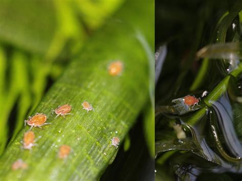 I have found aphids over aquatic plants I don´t know how to eliminate