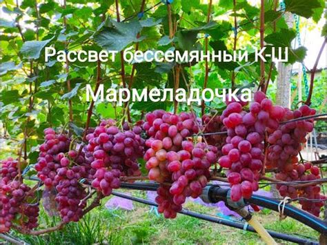 Виноград Владыка Ночи Описание Сорта Фото Отзывы – Telegraph